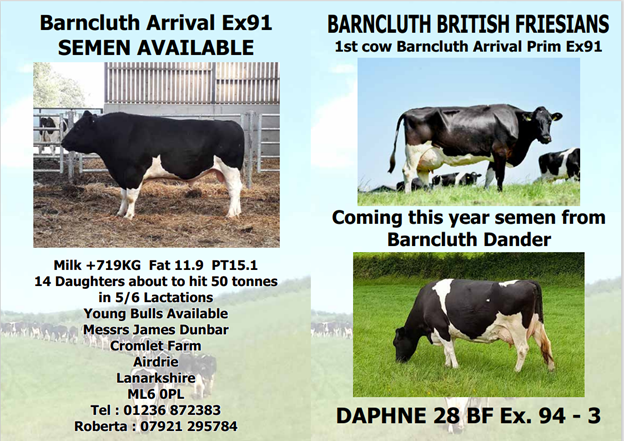 Herd Advertisements 2023 24 British Friesian Breeders Club